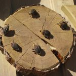 Строительство домов из клееного бруса под ключ в Екатеринбурге