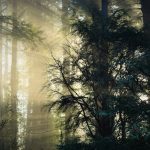 Дачные дома из клееного бруса